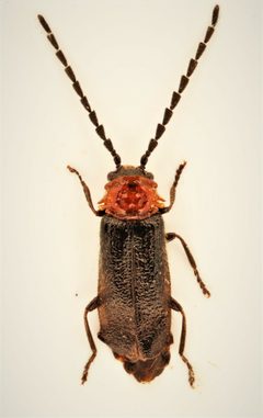 Ditemnus bidentatus by no rights reserved, uploaded by Nick Bédard. Used under a CC0 license.