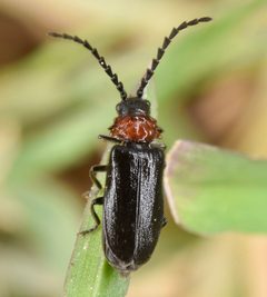 Ditemnus bidentatus by (c) skitterbug, some rights reserved (CC BY), uploaded by skitterbug. Used under a CC-BY license.