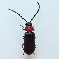 Ditemnus latilobus by (c) Bill Keim, some rights reserved (CC BY). Used under a CC-BY license.