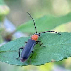 Ditemnus perforatus by (c) Chet Burrier, some rights reserved (CC BY), uploaded by Chet Burrier. Used under a CC-BY license.