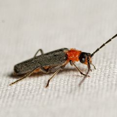 Ditemnus perforatus by (c) Justin Williams, some rights reserved (CC BY), uploaded by Justin Williams. Used under a CC-BY license.