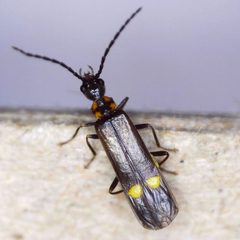 Malthodes by (c) Barry Walter, some rights reserved (CC BY), uploaded by Barry Walter. Used under a CC-BY license.