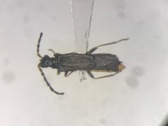 Malthodes fragilis by no rights reserved, uploaded by Nick Bédard. Used under a CC0 license.