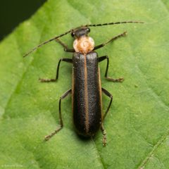 Podabrus flavicollis by (c) Ken-ichi Ueda, some rights reserved (CC BY), uploaded by Ken-ichi Ueda. Used under a CC-BY license.