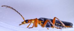 Podabrus pruinosus by (c) Don Loarie, some rights reserved (CC BY), uploaded by Don Loarie. Used under a CC-BY license.