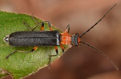 Podabrus vernalis by (c) skitterbug, some rights reserved (CC BY), uploaded by skitterbug. Used under a CC-BY license.