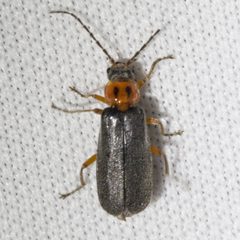 Polemius binotatus by (c) Ken-ichi Ueda, some rights reserved (CC BY), uploaded by Ken-ichi Ueda. Used under a CC-BY license.