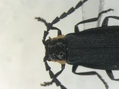 Polemius laticornis by no rights reserved, uploaded by Nick Bédard. Used under a CC0 license.