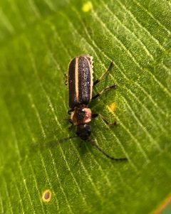Polemius limbatus by (c) birdzilla, some rights reserved (CC BY), uploaded by birdzilla. Used under a CC-BY license.