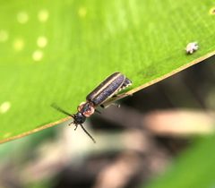 Polemius limbatus by (c) birdzilla, some rights reserved (CC BY), uploaded by birdzilla. Used under a CC-BY license.