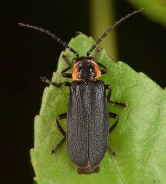 Polemius repandus by (c) skitterbug, some rights reserved (CC BY), uploaded by skitterbug. Used under a CC-BY license.