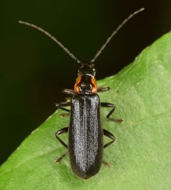 Rhagonycha angulata by (c) skitterbug, some rights reserved (CC BY), uploaded by skitterbug. Used under a CC-BY license.