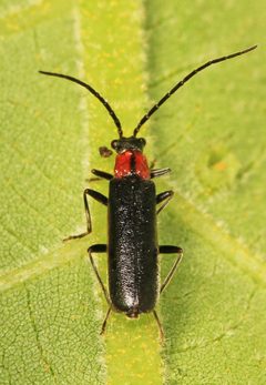 Rhagonycha excavata by (c) Judy Gallagher, some rights reserved (CC BY). Used under a CC-BY license.