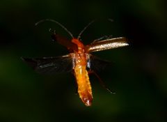 Rhagonycha fulva by no rights reserved, uploaded by Marino Linić. Used under a CC0 license.