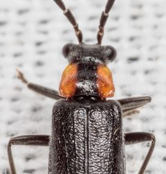 Rhagonycha lineola by (c) Victor Engel, some rights reserved (CC BY), uploaded by Victor Engel. Used under a CC-BY license.