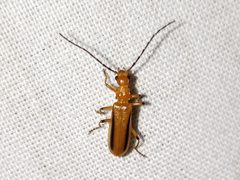 Rhagonycha longula by (c) Arturo Santos, some rights reserved (CC BY), uploaded by Arturo Santos. Used under a CC-BY license.