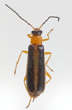 Rhagonycha mollis by (c) Christian Back, some rights reserved (CC BY), uploaded by Christian Back. Used under a CC-BY license.