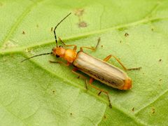 Rhagonycha nigrohumeralis by (c) Katja Schulz, some rights reserved (CC BY). Used under a CC-BY license.