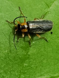 Rhagonycha scitula by (c) Mark Richman, some rights reserved (CC BY), uploaded by Mark Richman. Used under a CC-BY license.