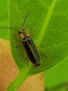 Rhagonycha scitula by (c) Mark Richman, some rights reserved (CC BY), uploaded by Mark Richman. Used under a CC-BY license.
