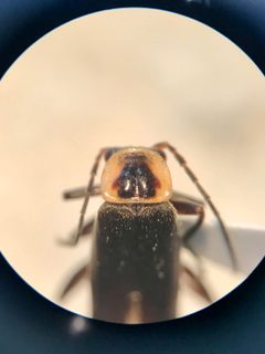 Rhaxonycha bilobata by (c) gonodactylus, some rights reserved (CC BY), uploaded by gonodactylus. Used under a CC-BY license.