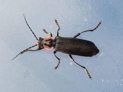 Rhaxonycha carolina by no rights reserved, uploaded by Zygy. Used under a CC0 license.