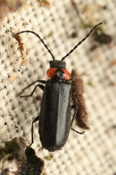 Silis carmelita by (c) Trevor Van Loon, some rights reserved (CC BY), uploaded by Trevor Van Loon. Used under a CC-BY license.