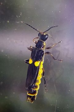 Trypherus frisoni by (c) Jon Hoekstra, some rights reserved (CC BY), uploaded by Jon Hoekstra. Used under a CC-BY license.