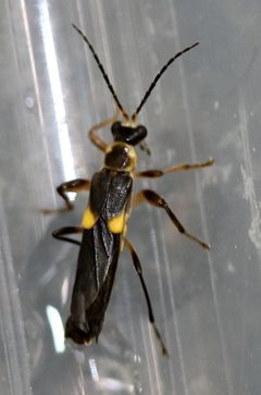 Trypherus frisoni by (c) Even Dankowicz, some rights reserved (CC BY), uploaded by Even Dankowicz. Used under a CC-BY license.