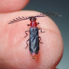 Tytthonyx bicolor by (c) Sue Carnahan, some rights reserved (CC BY), uploaded by Sue Carnahan. Used under a CC-BY license.