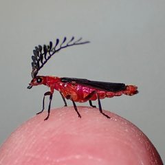 Tytthonyx bicolor by (c) Sue Carnahan, some rights reserved (CC BY), uploaded by Sue Carnahan. Used under a CC-BY license.
