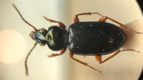 Abacetini by (c) carabus123, some rights reserved (CC BY), uploaded by carabus123. Used under a CC-BY license.