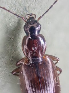 Agonum lutulentum by (c) Trevor Van Loon, some rights reserved (CC BY), uploaded by Trevor Van Loon. Used under a CC-BY license.