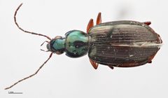Agonum nutans by (c) Hopper Museum, some rights reserved (CC BY), uploaded by Hopper Museum. Used under a CC-BY license.