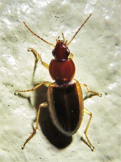 Agonum pallipes by (c) Annika Lindqvist, some rights reserved (CC BY), uploaded by Annika Lindqvist. Used under a CC-BY license.