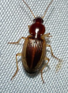 Agonum pallipes by (c) Joshua Ebright, some rights reserved (CC BY), uploaded by Joshua Ebright. Used under a CC-BY license.