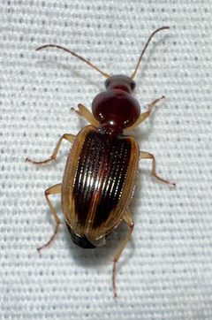 Agonum pallipes by (c) Joshua Ebright, some rights reserved (CC BY), uploaded by Joshua Ebright. Used under a CC-BY license.