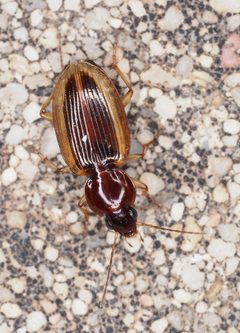 Agonum pallipes by (c) Rosario, some rights reserved (CC BY), uploaded by Rosario. Used under a CC-BY license.