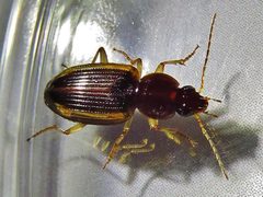 Agonum pallipes by (c) Annika Lindqvist, some rights reserved (CC BY), uploaded by Annika Lindqvist. Used under a CC-BY license.