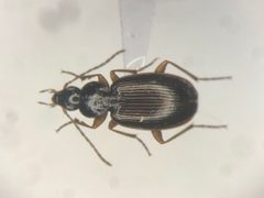 Agonum retractum by no rights reserved, uploaded by Nick Bédard. Used under a CC0 license.