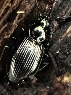 Agonum striatopunctatum by (c) Mark Richman, some rights reserved (CC BY), uploaded by Mark Richman. Used under a CC-BY license.