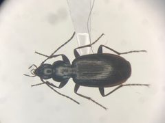 Agonum thoreyi by no rights reserved, uploaded by Nick Bédard. Used under a CC0 license.