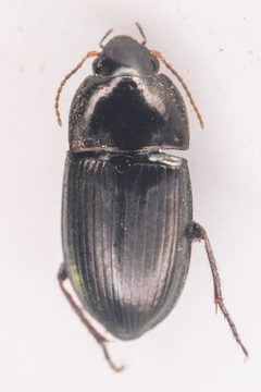 Amara scitula by (c) Trevor Van Loon, some rights reserved (CC BY), uploaded by Trevor Van Loon. Used under a CC-BY license.