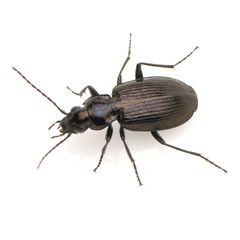 Anchomenus quadratus by (c) Koji Shiraiwa, some rights reserved (CC BY), uploaded by Koji Shiraiwa. Used under a CC-BY license.