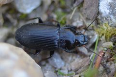 Anisodactylus binotatus by no rights reserved. Used under a CC0 license.