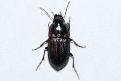Anisodactylus rusticus by (c) Owen Strickland, some rights reserved (CC BY), uploaded by Owen Strickland. Used under a CC-BY license.