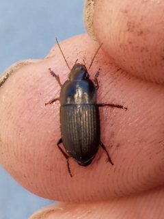 Anisodactylus rusticus by (c) Steven Joyner, some rights reserved (CC BY), uploaded by Steven Joyner. Used under a CC-BY license.