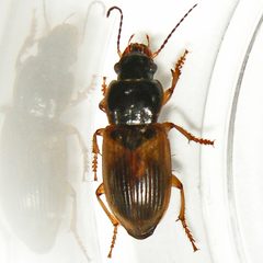 Anisodactylus sanctaecrucis by (c) Bill Keim, some rights reserved (CC BY). Used under a CC-BY license.
