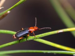 Helluomorphoides nigripennis by (c) Zachary Dankowicz, some rights reserved (CC BY), uploaded by Zachary Dankowicz. Used under a CC-BY license.
