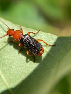 Helluomorphoides nigripennis by (c) David LaMagna, some rights reserved (CC BY), uploaded by David LaMagna. Used under a CC-BY license.